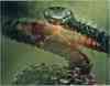 inline